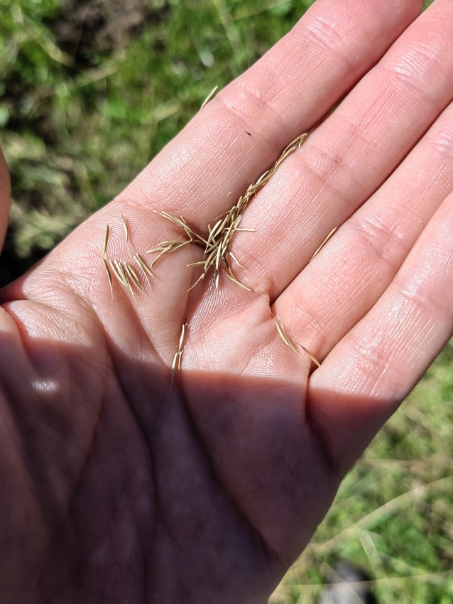 Nabiranje semen za semensko banko v Triglavskem narodnem parku