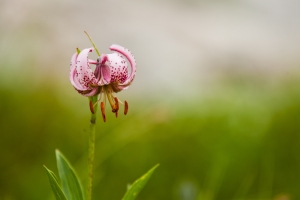 Biodiversity of Triglav National Park