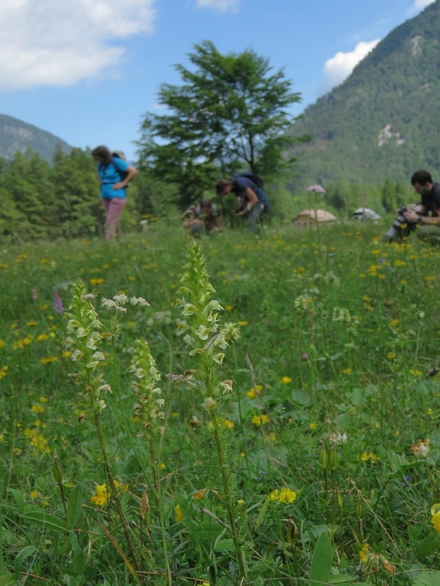 Člani Botaničnega društva Slovenije obiskali grbinasti travnik