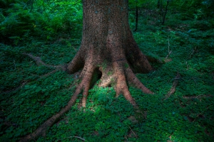 Natura 2000