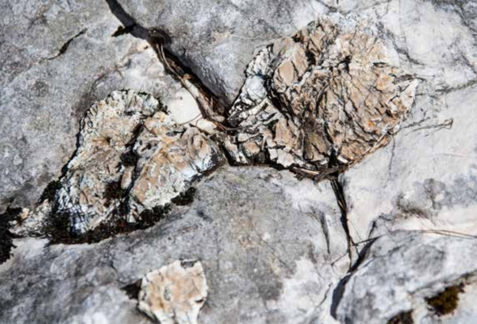 The photograph shows a large rock with two smaller, wrinkled brownish rocks on it.
