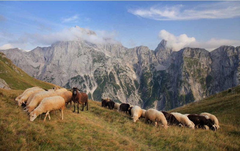 The photograph shows a grassy high-mountain landscape where sheep are grazing. In the background, rocky peaks are covered by clouds.