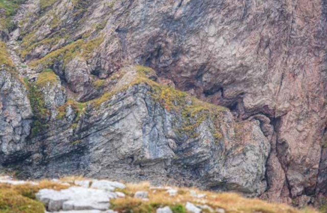 The photograph shows a rock with visible traces of thrusting in the form of wavy folds. Grass grows on the rock.