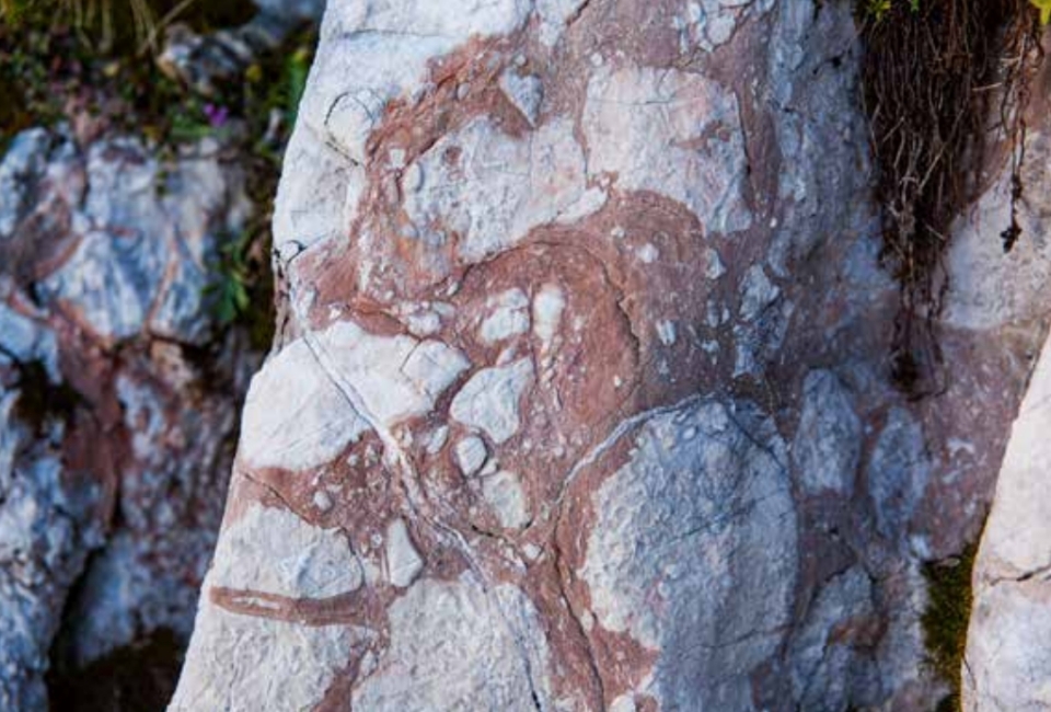 The photograph shows a rock with white and red markings, with some grass growing in places on it.