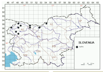 Phytosociological description of the dwarf mountain pine shrub community (Amelanchiero ovalis-Pinetum mugo) in the valleys of the Slovenian Alps