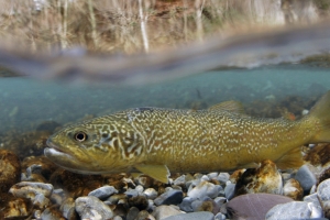 Soča trout