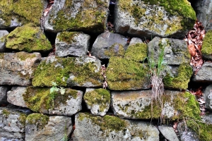 Dry stone walls are not just found in the Karst region