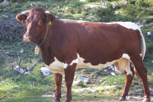 Cika cattle