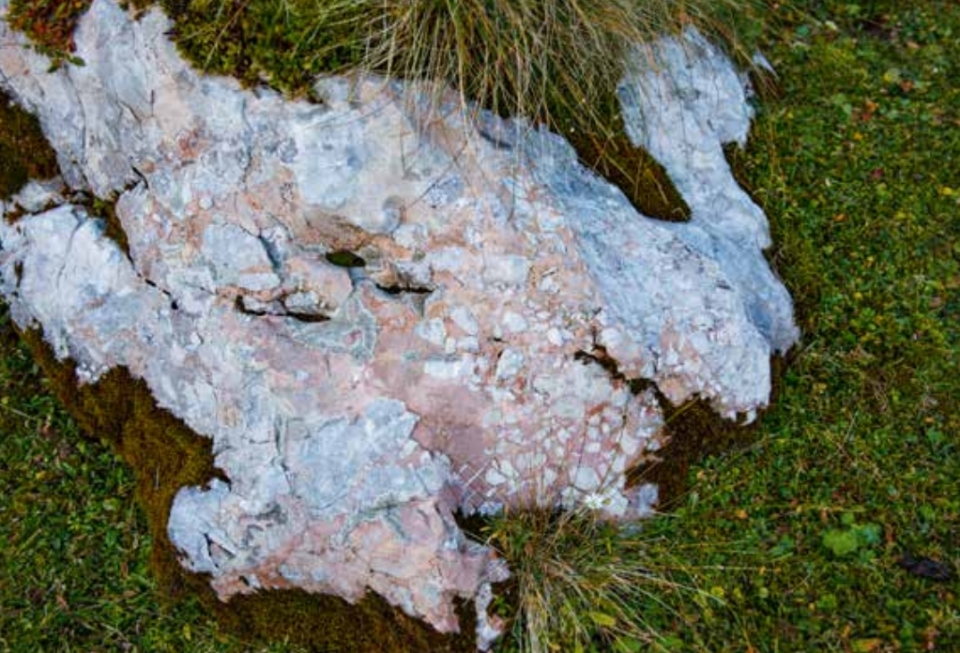 The photograph shows a rock with white and red markings, surrounded by grass.