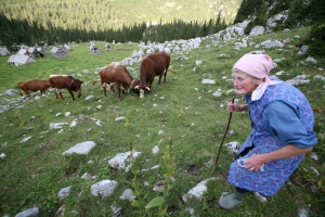 Slovenian native breeds of farm animals