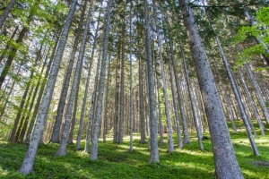 Triglav National Park Management Plan