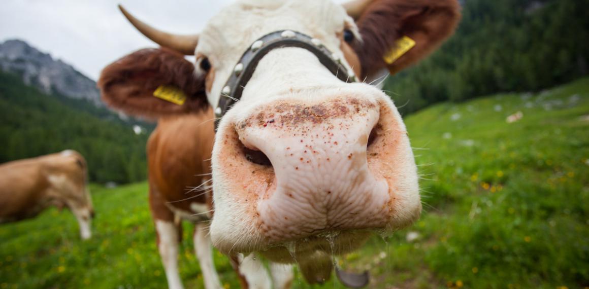 The photograph shows a close-up of a cow stretching towards the camera. It has a  black rope on its head. There are yellow tags in its ears, and saliva is dripping from its mouth. In the background, there is a grassy mountain landscape with mountains risi