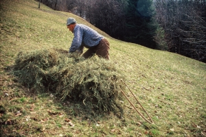 Mowing and hay harvesting in the past